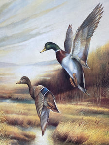 Mallard Pair Wetland Framed Print by Ruane Mannine (22.5”x18.5”)