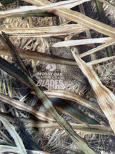 Load image into Gallery viewer, Mossy Oak Shadowgrass blades tshirt