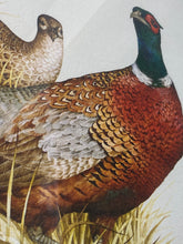 Load image into Gallery viewer, Charles E Murphy Ring Neck Pheasant Print (27”x23”)